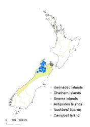 Veronica hectorii subsp. coarctata distribution map based on databased records at AK, CHR & WELT.
 Image: K.Boardman © Landcare Research 2022 CC-BY 4.0